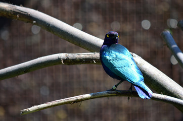 Oiseau bleu - Choucador pourpré