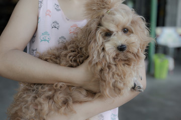 woman holding Poodle brown dog