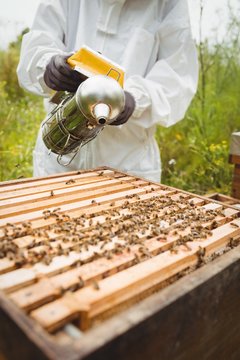 Beekeeper using bee smoker 