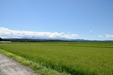 Fototapeta na wymiar Green paddy rice field and blue sky 