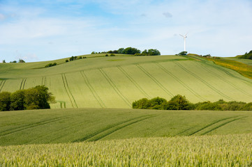 Getreidefelder und Windrad auf der Insel Mors, Jütland, Dänemark, Europa © Manok