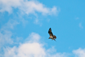 Wild Osprey
