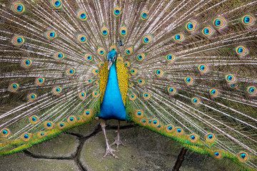 Colorful 'Blue Ribbon' Peacock in full feather at the thailand z