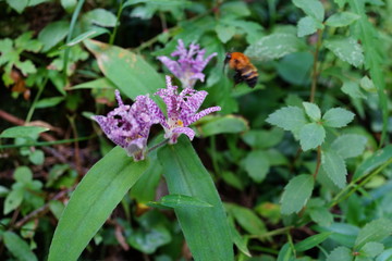 花　植物　紫　ホトトギス