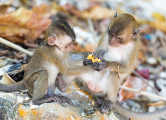 Fighting monkey cubs at the Monkey Beach of Phi Phi Island at Th