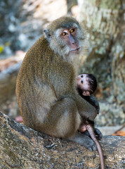  mother monkey holding her baby cub