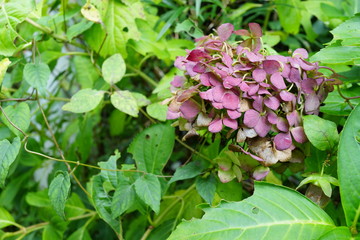 紫陽花　ヤマアジサイ