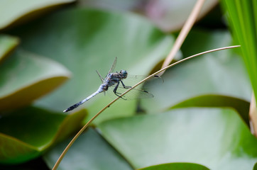 シオカラトンボ