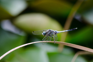 シオカラトンボ