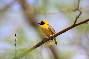 Slender-billed weaver in Uganda

