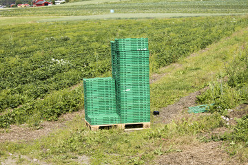 Green boxes of strawberries in the background field