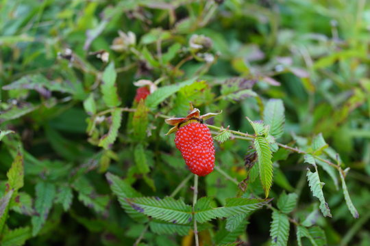 へびいちご　木苺　植物 果実
