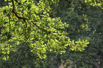 Fototapeta na wymiar Green leaves in sunlight