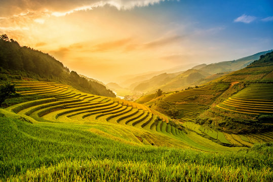 Fototapeta Beautiful Sunset on terraced rice field in harvest season in Mu