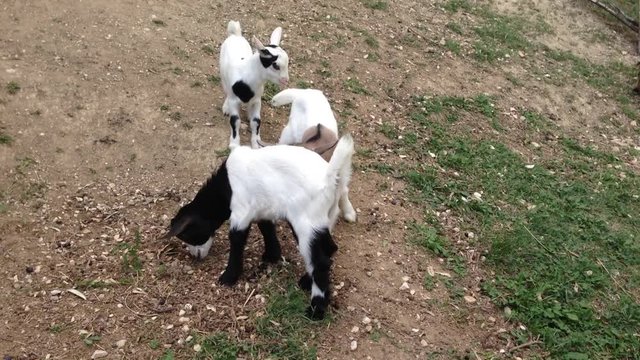 Piccole capre nane combattono tra di loro