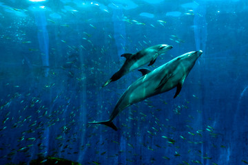 親子のイルカ © yuzora project