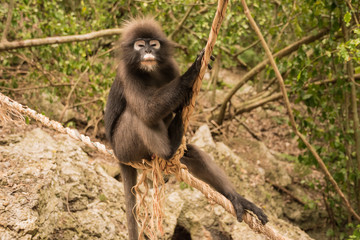 Spectacled langur thailand