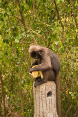 Spectacled langur thailand