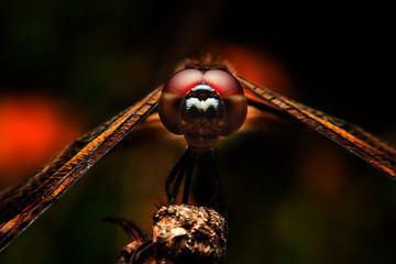 Dragonfly