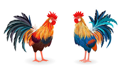collection of detailed lovely roosters for your design