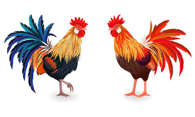 collection of detailed cute Cockerels for your design