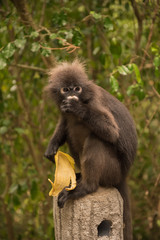 Spectacled langur thailand