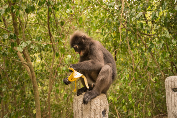 Spectacled langur thailand