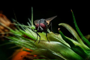 Fly on flower