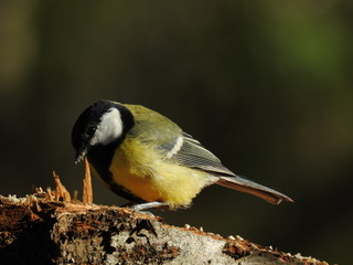 Obraz premium Parus major