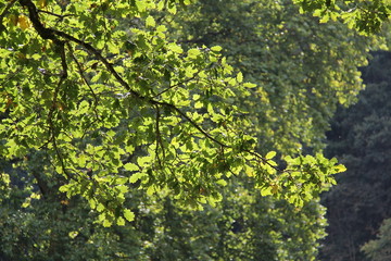 Green leaves in sunlight