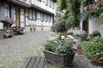 In the foreground a basket with daisies in the background (out of focus) Engelgasse historical street in the old town of Gengenbach, Black Forest, Baden-Wurttemberg, Germany