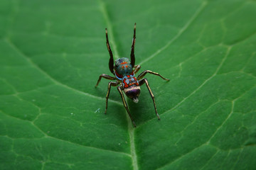 Jumping spider
