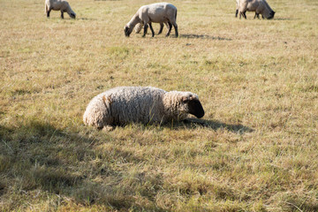 herd of sheeps eating on a pasturage