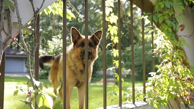 German Shepard Barking