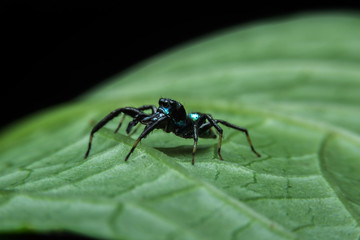 Jumping spider