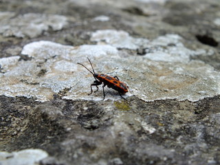 Pyrrhocoris apterus on a stone