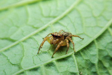 Jumping spider