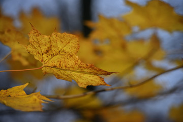 Fototapeta na wymiar Leaves displaying their autumn colours