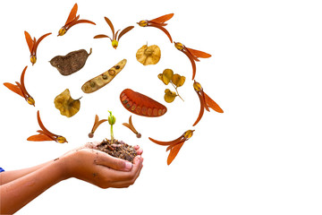 Hand of boy , young plant and plant seed on white background,touch -up in new hope of green earth...
