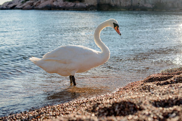 white swan standing by the edge of the sea