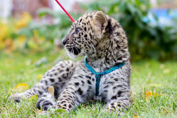 Little leopard