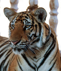 Portrait of the big tiger, Thailand