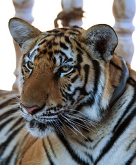 Portrait of the big tiger, Thailand