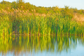 Shore of a lake at sunrise in autumn