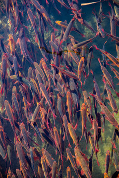 Fischschwarm Rotfedern und Goldorfen