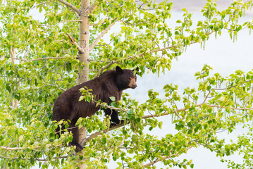 Obraz premium Black Bear Family in a tree
