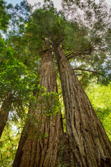Fototapeta premium Küstenmammutbäume (Sequoia sempervirens)