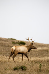 Tule-Wapiti (Cervus canadensis nannodes)