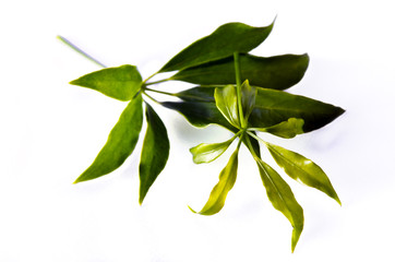 Araliaceae leaf isolated on white
