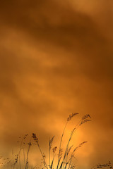 Obraz premium Silhouettes d'herbes folles au crépuscule.